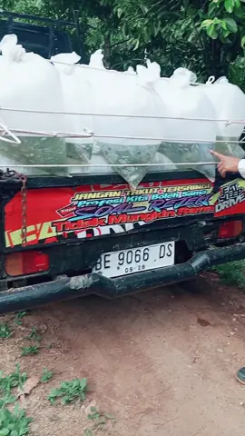 alhamdulillah tetap di syukuri aja bosku #benihikanairtawar  #perikanan  #fypシ゚viral 