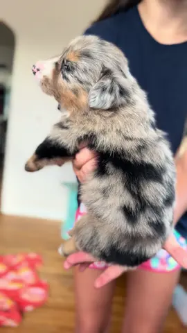 Kimgsley Wren #cutepuppy #minaussie #puppyavailable #lookather #nebraskapuppiesforsale 