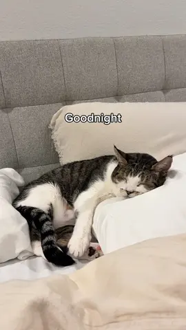 Day in the life of Sven.  This was in my drafts. 😭 Our new normal is now completely different.  No more wake up EOws. No more cats waiting in their spots for breakfast. No more manners. No more morning meds. No more compost bin svenanigans. No more sass back. No more nighttime meds. No more pillow talks. No more Sven between our pillows. 