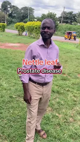How to fix prostate deficiencies. #prostatedisorder #herbsforhealth #nettleleaf #prostatecancer #LIVEwithlowfollowers 