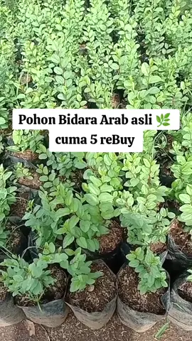 bibit Bidara Arab #pohonbidaraasli #bidara #bidaraarab #penangkalsihir #bibitpohonbidara 