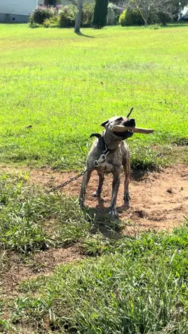KoVu will always perform 🔥  #fyp #pitbull #gamedogs #apbt #riverboykennels 