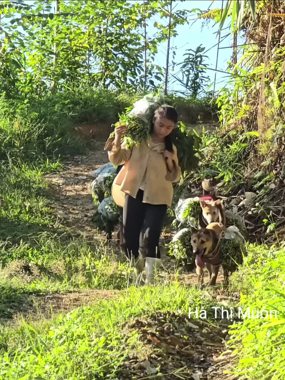 #Eps003 Vietnamese girl and her dogs and goats pick cassava leaves to sell at the market to make a living #hathimuon #harvest #livewhitnature 