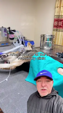 #petsafety #petwellness #doghealth #dogtips #veterinarian 