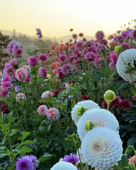 #xuhuong #tiktok #cảnhdepbaihathay🥰🌺🌹💐👍♥️ 