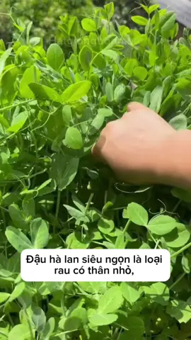 Hạt giống đậu hà lan siêu ngọn có sẵn ở giỏ hàng ạ #xuhuong #viral #hatgiong 