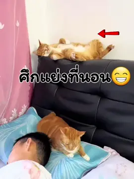 #เทรนด์วันนี้ #สวนสัตว์tiktok #catcatcatclubs #cutecat 