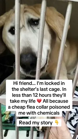 I couldn’t walk away from her. She was in the shelter’s “put down” room… 12 hours away from her final breath. All because a cheap flea collar burned her skin with chemicals 💔 They said: “Too far gone.” “Not worth saving.” But I saw a soul still fighting to live. So I signed the papers. No plan. No supplies. Just hope that love could be enough. The first nights were heartbreaking. She cried and scratched until she bled. Her skin raw, her body trembling. Her eyes begging for relief. The vet explained: toxic chemicals had destroyed her skin — but if I acted fast, she still had a chance. That’s when I found BugMD Flea & Tick Concentrate. 🌿 Plant-powered, safe for pets and homes 🚫 Kills fleas, ticks, and mites fast ✨ Prevents them from coming back I treated her bedding, blankets, and kennel. And slowly… she changed: 🌱 The scratching stopped 🌱 Her wounds healed 🌱 She finally slept peacefully 🌱 And one morning, her tail wagged 🐾 Today she’s not just alive: she’s safe. She’s loved. She knows she matters. 💚 If I had come just 12 hours later, she wouldn’t be here. 👉 I ordered BugMD on Amazon (link in bio). Give your pup the gentle relief they deserve. 🙏 #bugmd #rescuedog #fleacontrol #doghealth #adoptdontshop