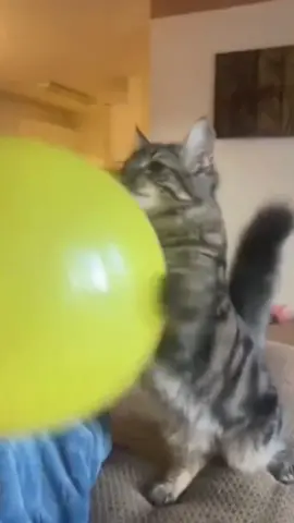 funny cat 🐈 vs balloons 🎈shorts funny video🤣🤣🤣😂😂😂😜😜😜😛😛😛🐈🎈…..#cat #funnyvideos #catsoftiktok #fyp #funnycat 