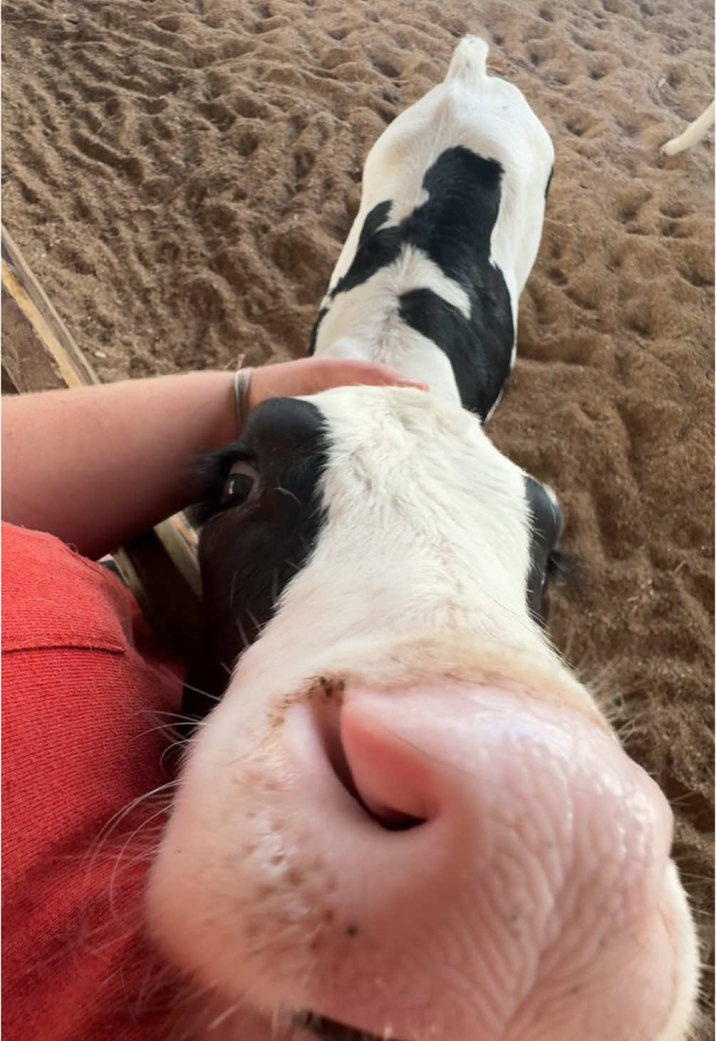 So stinking cute 🤍🥺  #cows #dairy #farm #cow #cute #jesuslovesyou 