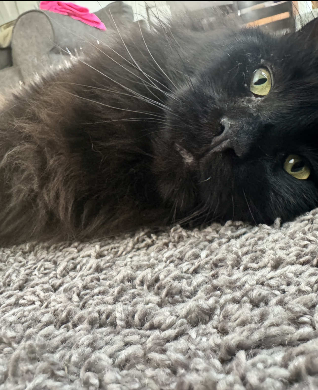 Baby the way my grandma covers me… shoo fly #hoodoo #witchttok #hoodoowitchtok #spiritualtiktok #returntosender 