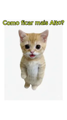 Como ficar mais alto? Explicado por gatos! #curiosidades #altura #gatos