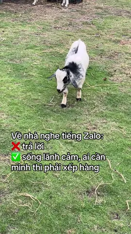 #VinWonders #GreenCreator #dulich 