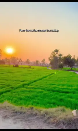 Winter  is coming ❄️🌾🪷#fyp 