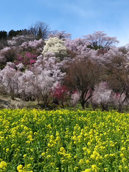 #legend19 #indiansongs #bollywoodsongs