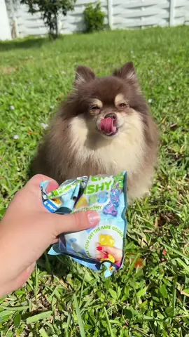 Is it the PURPLE BEAR??🤬Part 2??‼️ #puppy #fidget #blindbox #fyp #fail 