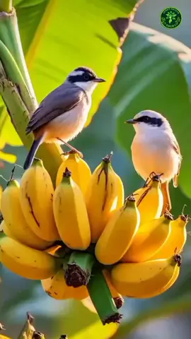love beautiful nature 🐦🦜🐦‍⬛☘️🌿🌻🪻🌹🌺🌷🪷💐🥀🏵️