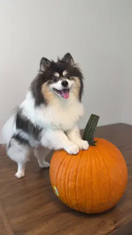 Follow for Part 2 I guess??🎃‼️ #pumpkin #puppy #carving #funny 
