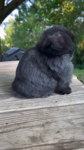 #♥️🐰🐇 