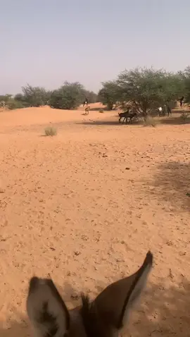 #الشعب_الصيني_ماله_حل😂😂 #المغرب🇲🇦تونس🇹🇳الجزائر🇩🇿 #موريتانيا🇲🇷 #مشاهير_تيك_توك #اكسبلور 