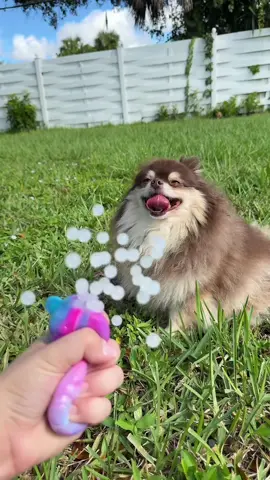 Holy EXPLOSION🤯‼️ #fidget #cutting #toys #puppy 