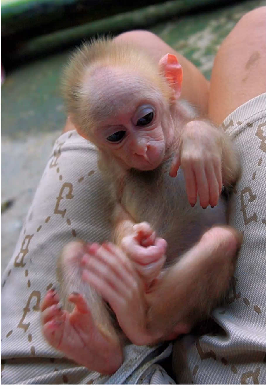#monkey #monkeydluffy #monkeysoftiktok #monkeys #monkeybaby #babymonkey #animalsoftiktok #cutemonkey 