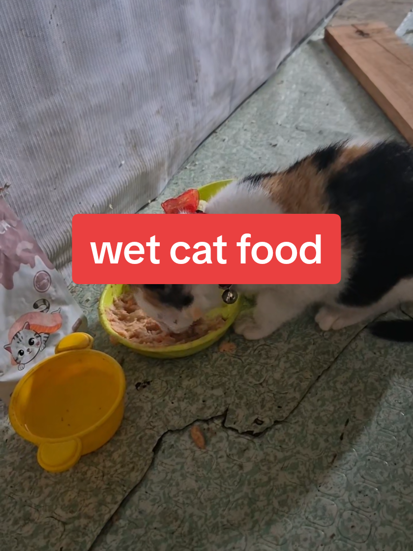 #fy #meowmeow #catwetfood #kittenlover #kiiten 