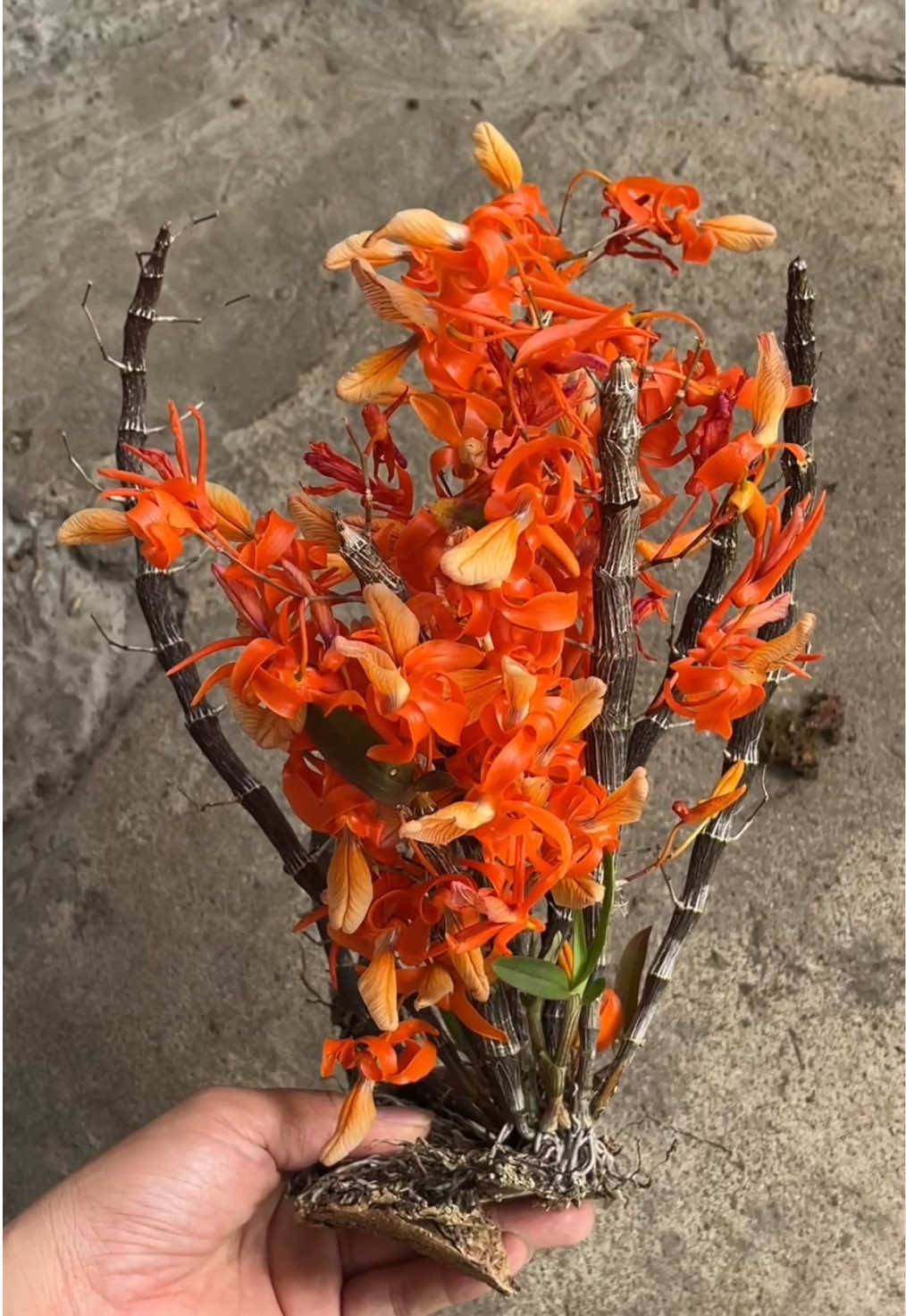 Đơn Cam nguyên bản xanh tươi nhiều khúc đẹp được hái từ rừng Kontum về #lanrung #doncam #hoangthaodoncam #yeuhoalan #yeulanrung 