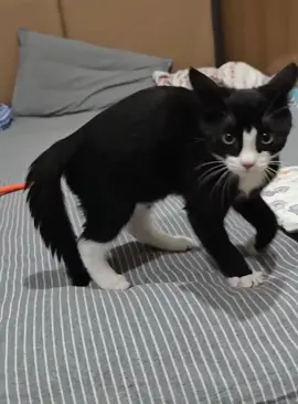 Confused behavior of cats🐱#cat #funny #Foryou #catsoftiktok #fyp #funnyvideos 