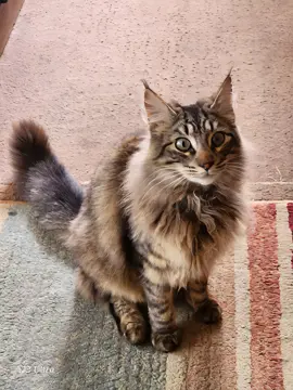 el gato sin botas 😂 #gatostiktok #humor #parati #fyp #gatos 