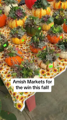#fall #amish #pumpkins #pumpkinseason 