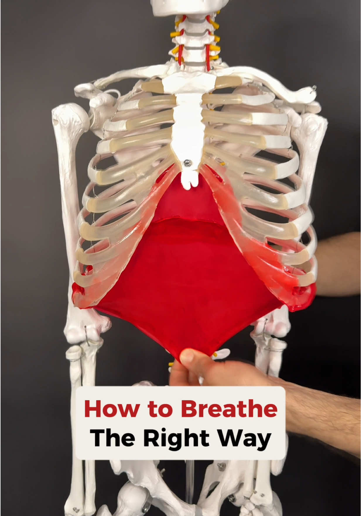 Here are the three key fixes you need to breathe the RIGHT way. First, we’ve got to learn to fully exhale so old air isn’t left behind. Next, we restore rib and thoracic mobility so the diaphragm has room to descend. And finally, we retrain those accessory muscles that love to overwork and lift your rib cage when they shouldn’t. Put all three together, and your breathing becomes smoother, deeper, and way more efficient. Here’s your blueprint...  ✅ Fix 1: 5–10 full exhales, rest, 3 sets  ✅ Fix 2: 10 reps for each of the 3 movements  ✅ Fix 3: 2 minutes of breathing, 2–3x per day Work through these consistently and you’ll notice not just easier breathing, but better posture and less tension overall. And if you want help identifying other restrictions that keep you from upright, efficient breathing, check out the link in my bio. #breathingexercises #diaphragmaticbreathing #posturefix #ribmobility #thoracicmobility 