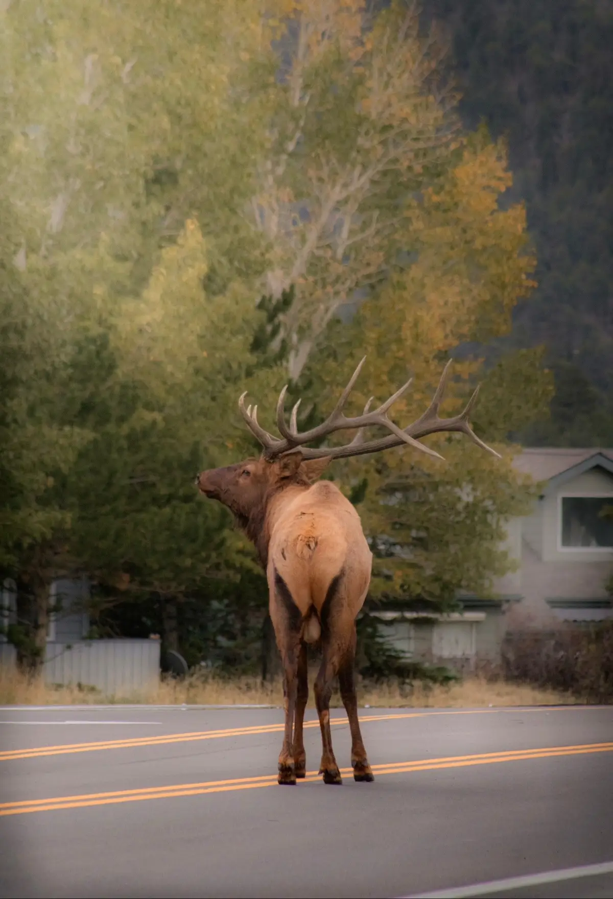So lucky to see these magnificent creatures. Nothing is more hauntingly beautiful than the echo of an elk bugle while cozying up to a campfire under the stars. 10/10 recommend 🥹🥹🥹  