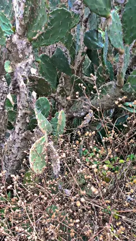 #1080p60fps #pantai #fyp 