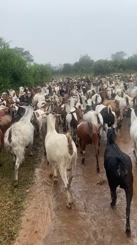 #In rains we keep going as if everything is okay 👌 in doing it l didn’t realize it • Brother this is my point on way to success many factors will try to stop ✋ you “ But not everything that stops u you have to stop never “@Youth Platform Africa @OBED BEN 