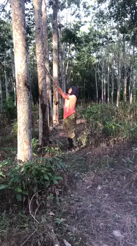 aku anak kampung.. kerjaku kerja motong 💪 #penorehgetah  #3a  #anakperlis  #anakmak 