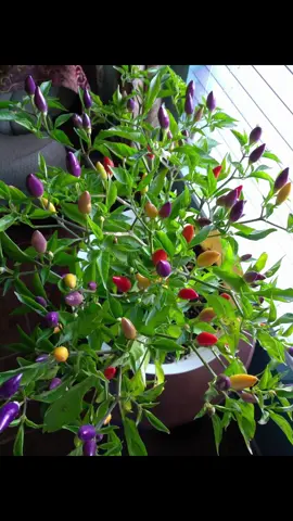 No es lo que pedí pero están bonitos también ☺️ #LIVEIncentiveProgram #LIVEwithlowfollowers #PaidPartnership 