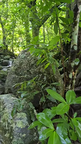 belleza natural.#Naturaleza #Bosque #Senderismo #Paisajes 