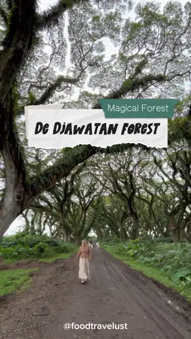 Magical forest at Banyuwangi. Namanya hutan de djawatan. Vibesnya bener bener adem dan menenangkan  #redtravelers #bukasemuapintu #reddoorz #banyuwangi #fyp 