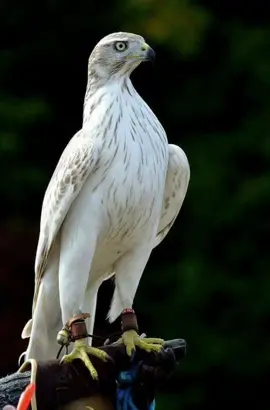 #احذر_الحر_تامر_البدوي  #fyp 