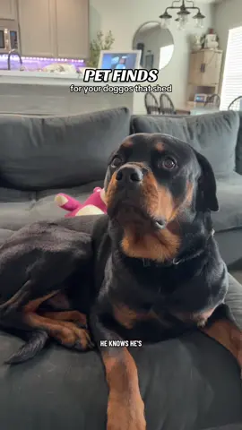 Accumulating all of the dog hair brooms for my carpets 🐶🧹 #pethairremoval #pethairremovalbroom #PetsOfTikTok #dogmusthaves #tiktokshop 