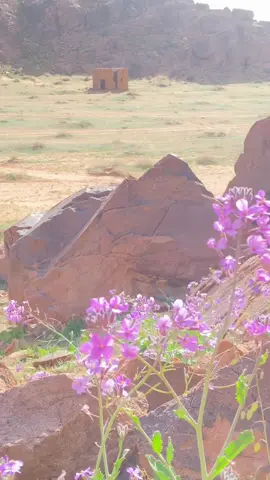 مساء الخير 🌿🦋