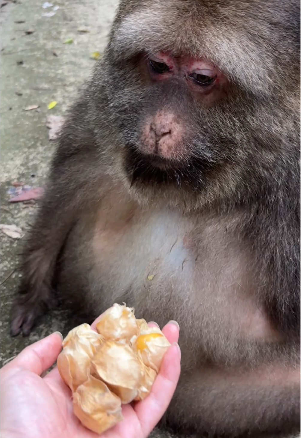 she is always so quite #monkey #cute #monkeyxingxing #lovely  #animals 