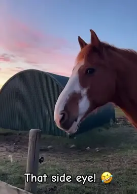 I think he’s a little bit annoyed. Lol #horses #PetsOfTikTok #funnypets #funnyvideos #comedytiktok 