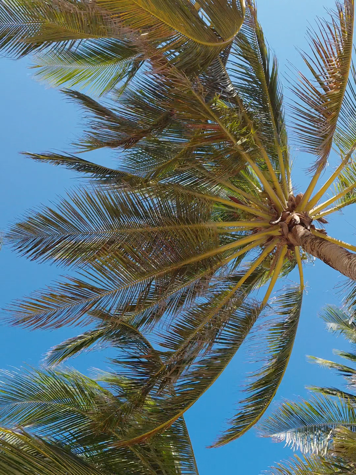 Feel free like the ocean 🌊 Enjoy and relax in our tropical beach paradise. 🌴 Let the rhythm of the ocean waves carry you away. 🔗Discover more | malindi.diamondsresorts.com 📞Contact us +254 715 909979 #creatorsearchinsight #diamondsmalindi #kenya #beachlife #allinclusive #resort #tropicalvibes #traveltiktok #serenity #relaxation #kenyantiktok🇰🇪 #foryou #trendy