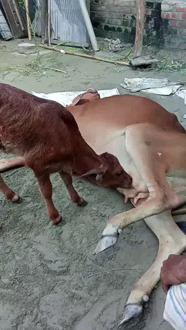 মা অসুস্ত সারাদিন মায়ের দুধ খায় নাই, যখন মা দুনিয়া ছেড়ে চলে যাচ্ছে তখন শেষ বারের মোত মায়ের দুধ খাচ্ছে। #tiktok #trending #viral #viralvideo 