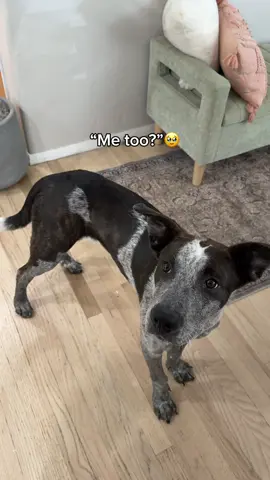 Milo has been with his mama for a whole week now!! He’s been doing so so well for all the adventures he’s had to go on. We’re so excited for the weeks to go on and for him to realize he’s home forever 🥹❤️  #fosterdog #fosterpuppy #adoptionday #gotchaday #rescuedog 