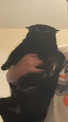 #blackcat #blackcats #voidcat #void #fyp 