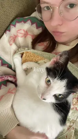 kitty #cat #kitty #kittycat #kittycats #catsoftiktok 