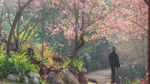 Cảnh này thật quen thuộc #munaufarm #tipchupanh #motchutbinhyen🍀 #hoaanhdao 